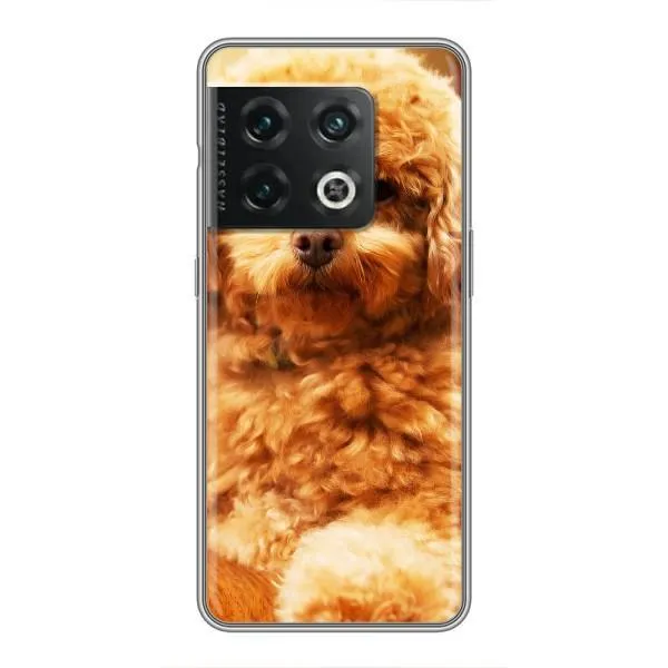 Чехол с принтом «Щенок Бишон» для OnePlus 10 Pro Чехол с принтом «Щенок Бишон» для OnePlus 10 Pro