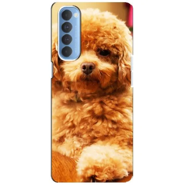 Чехол с принтом «Щенок Бишон» для OPPO Reno 4 Pro
