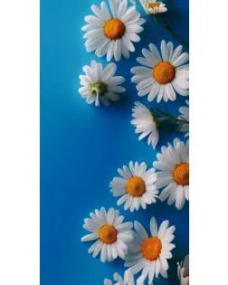 Чехол для TECNO с картинкой «Белоснежные маргаритки»