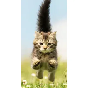 Чохли з Котиками для Самсунг А02 (VPrint) (Прижок кота)