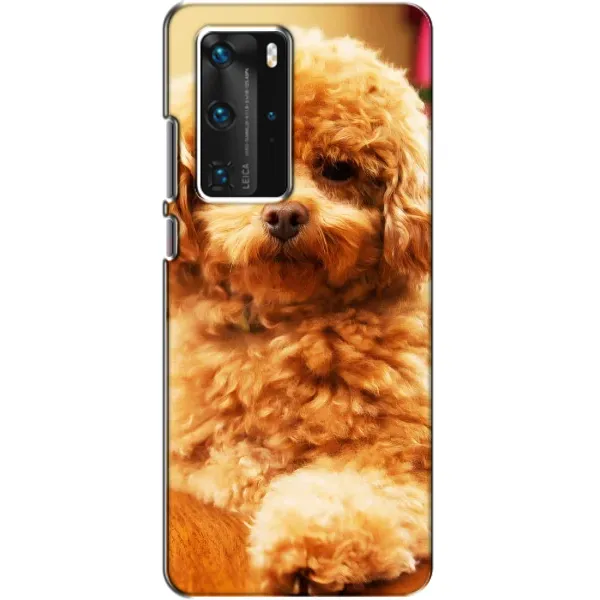 Чохол з принтом «Цуценя Бішон» для Huawei P40 Pro