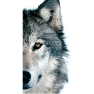 Чохли з картинкою животних Oppo Reno7 4G (Вовк)